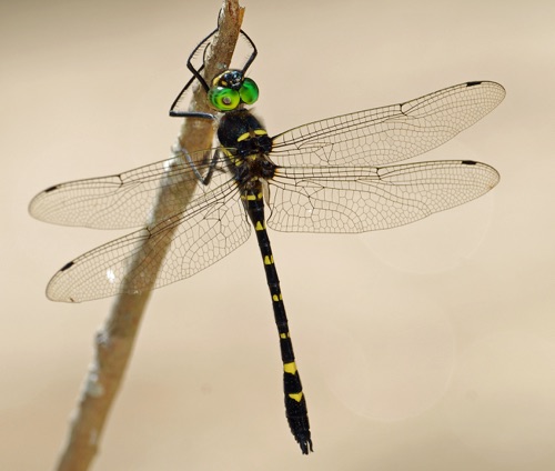 Male (posed)
2008_05_31_Rabun